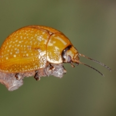 Paropsisterna cloelia (Eucalyptus variegated beetle) at GG218 - 10 Jan 2022 by rawshorty