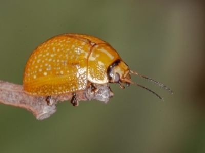 Paropsisterna cloelia (Eucalyptus variegated beetle) at Jerrabomberra, ACT - 10 Jan 2022 by rawshorty