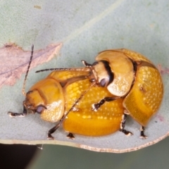 Paropsisterna cloelia at Jerrabomberra, ACT - 10 Jan 2022