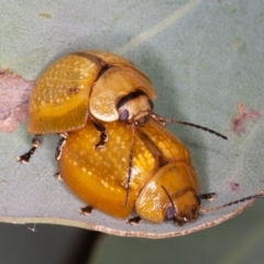 Paropsisterna cloelia at Jerrabomberra, ACT - 10 Jan 2022