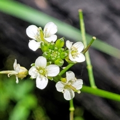 Rorippa laciniata (Jagged Bitter-cress) at Mongarlowe River - 10 Jan 2022 by tpreston