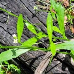 Rorippa laciniata at Monga, NSW - 10 Jan 2022