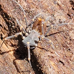 Triaenonychidae (family) at Monga, NSW - 10 Jan 2022