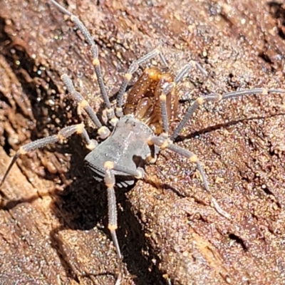 Triaenonychidae (family) (A harvestman) at Mongarlowe River - 10 Jan 2022 by tpreston