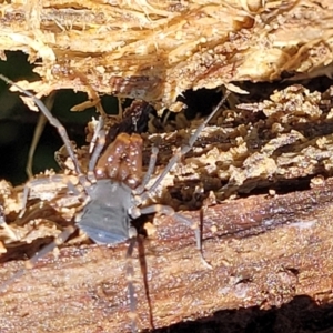 Triaenonychidae (family) at Monga, NSW - 10 Jan 2022