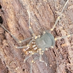 Triaenonychidae (family) at Monga, NSW - 10 Jan 2022