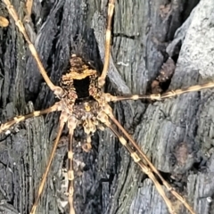 Opiliones (order) (Unidentified harvestman) at Monga, NSW - 10 Jan 2022 by tpreston