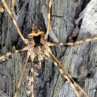 Opiliones (order) (Unidentified harvestman) at Mongarlowe River - 10 Jan 2022 by tpreston