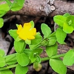 Hypericum japonicum at Monga, NSW - 10 Jan 2022