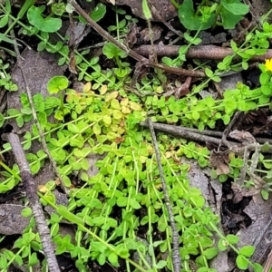 Hypericum japonicum at Monga, NSW - 10 Jan 2022