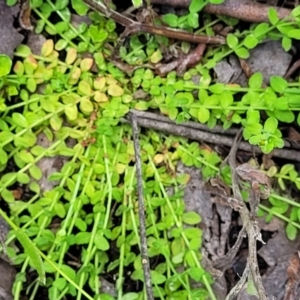 Hypericum japonicum at Monga, NSW - 10 Jan 2022