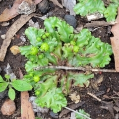 Asterella drummondii at Monga, NSW - 10 Jan 2022