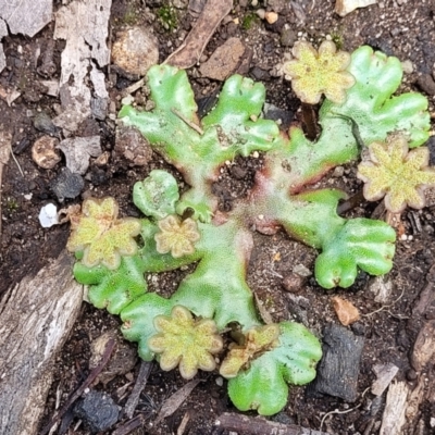 Marchantia sp. (genus) (A Liverwort) at Monga, NSW - 10 Jan 2022 by trevorpreston