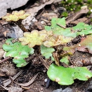 Marchantia sp. (genus) at Monga, NSW - 10 Jan 2022