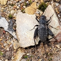 Eurepa marginipennis (Mottled bush cricket) at Monga, NSW - 10 Jan 2022 by tpreston