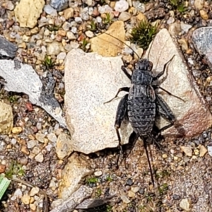 Eurepa marginipennis at Monga, NSW - 10 Jan 2022 12:26 PM