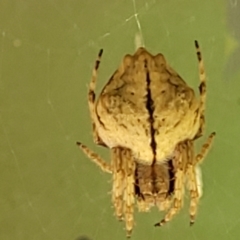 Socca pustulosa (Knobbled Orbweaver) at Monga, NSW - 10 Jan 2022 by tpreston