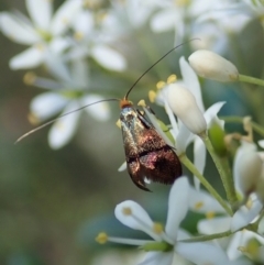 Nemophora sparsella (An Adelid Moth) at Cook, ACT - 9 Jan 2022 by CathB