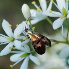 Nemophora sparsella at Cook, ACT - 9 Jan 2022