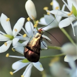 Nemophora sparsella at Cook, ACT - 9 Jan 2022