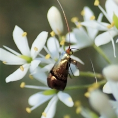 Nemophora sparsella at Cook, ACT - 9 Jan 2022