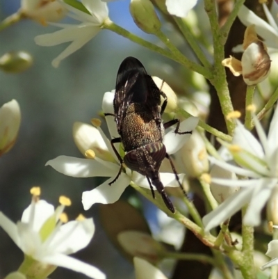 Stomorhina sp. (genus) (Snout fly) at Cook, ACT - 9 Jan 2022 by CathB