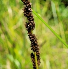 Carex tereticaulis at Monga, NSW - 10 Jan 2022