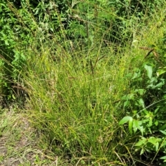 Carex tereticaulis at Monga, NSW - 10 Jan 2022