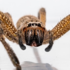 Neosparassus calligaster (Beautiful Badge Huntsman) at Jerrabomberra, NSW - 31 Oct 2021 by MarkT