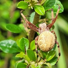 Araneus hamiltoni (Hamilton's Orb Weaver) at Monga, NSW - 10 Jan 2022 by trevorpreston