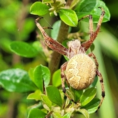 Araneus hamiltoni (Hamilton's Orb Weaver) at Mongarlowe River - 10 Jan 2022 by tpreston