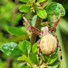 Araneus hamiltoni at Monga, NSW - 10 Jan 2022