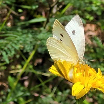 Pieris rapae (Cabbage White) at Monga, NSW - 10 Jan 2022 by trevorpreston