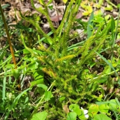 Lycopodiella lateralis (Slender Clubmoss) at Monga, NSW - 10 Jan 2022 by trevorpreston