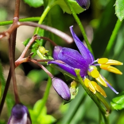 Dianella sp. (Flax Lily) at Monga, NSW - 10 Jan 2022 by tpreston