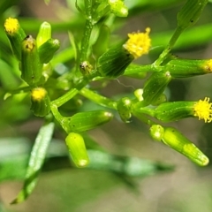 Senecio diaschides (Erect Groundsel) at Mulloon, NSW - 10 Jan 2022 by trevorpreston