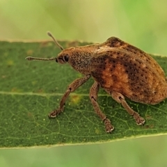 Gonipterus scutellatus (Eucalyptus snout beetle, gum tree weevil) at Mulloon, NSW - 10 Jan 2022 by tpreston