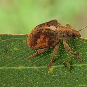 Gonipterus scutellatus at Mulloon, NSW - 10 Jan 2022