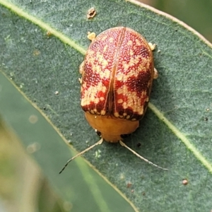 Paropsis aspera at Mulloon, NSW - 10 Jan 2022 11:00 AM