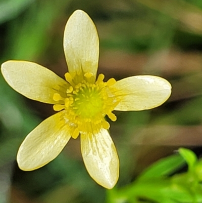 Ranunculus plebeius (Forest Buttercup) at Mulloon, NSW - 9 Jan 2022 by tpreston