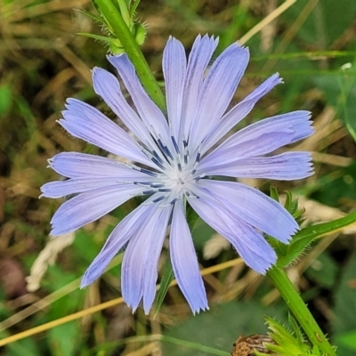 Cichorium intybus (Chicory) at Mulloon, NSW - 10 Jan 2022 by trevorpreston