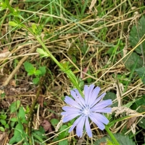 Cichorium intybus at Mulloon, NSW - 10 Jan 2022