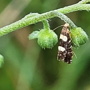 Glyphipterix chrysoplanetis at Mulloon, NSW - 10 Jan 2022 10:51 AM