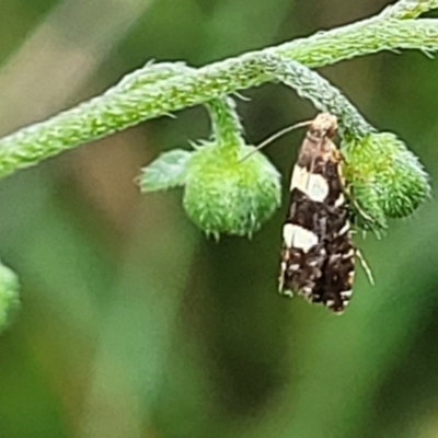 Glyphipterix chrysoplanetis (A Sedge Moth) at Mulloon, NSW - 9 Jan 2022 by tpreston