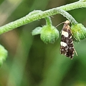 Glyphipterix chrysoplanetis at Mulloon, NSW - 10 Jan 2022 10:51 AM