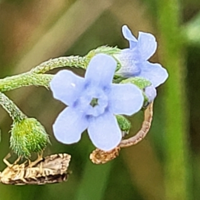 Cynoglossum australe (Australian Forget-me-not) at Mulloon, NSW - 9 Jan 2022 by tpreston