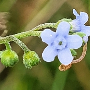 Cynoglossum australe at Mulloon, NSW - 10 Jan 2022 10:52 AM