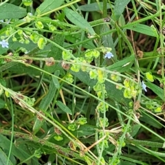 Cynoglossum australe at Mulloon, NSW - 10 Jan 2022 10:52 AM