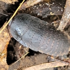 Molytria sp. (genus) at Mulloon, NSW - 10 Jan 2022