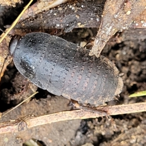 Molytria sp. (genus) at Mulloon, NSW - 10 Jan 2022